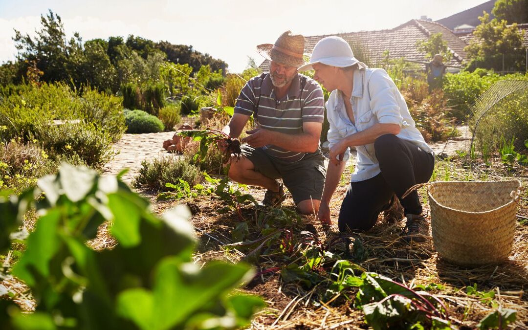 Mature Couple Working On Community Allotment Together